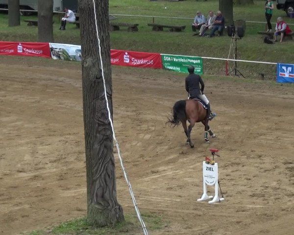 Reitturnier CSN Calvörde 2017
