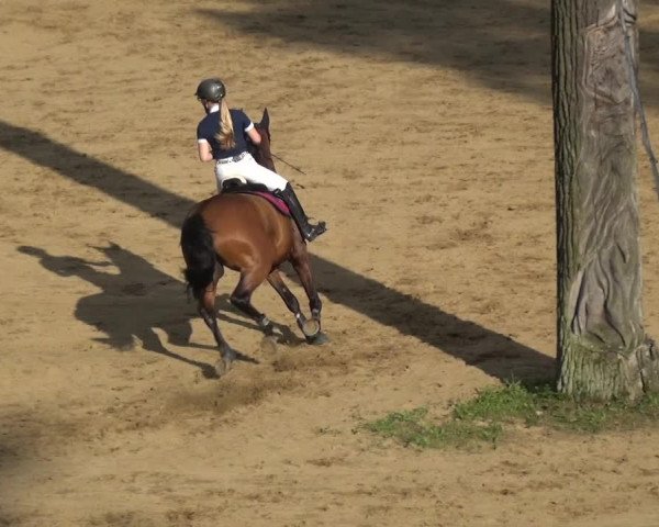 Reitturnier CSN Calvörde 2017
