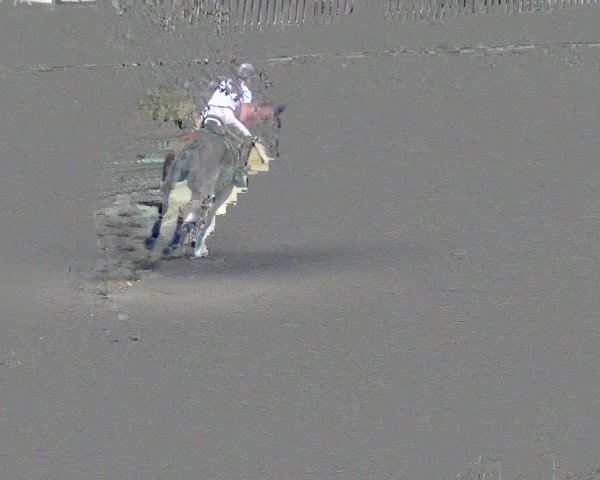 Reitturnier CSN Calvörde 2017