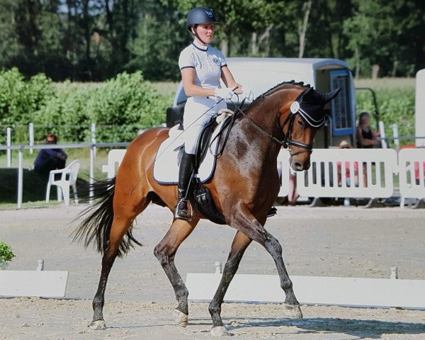 Zuchtstute Belle Amie 66 (Hannoveraner, 2013, von Belissimo NRW)