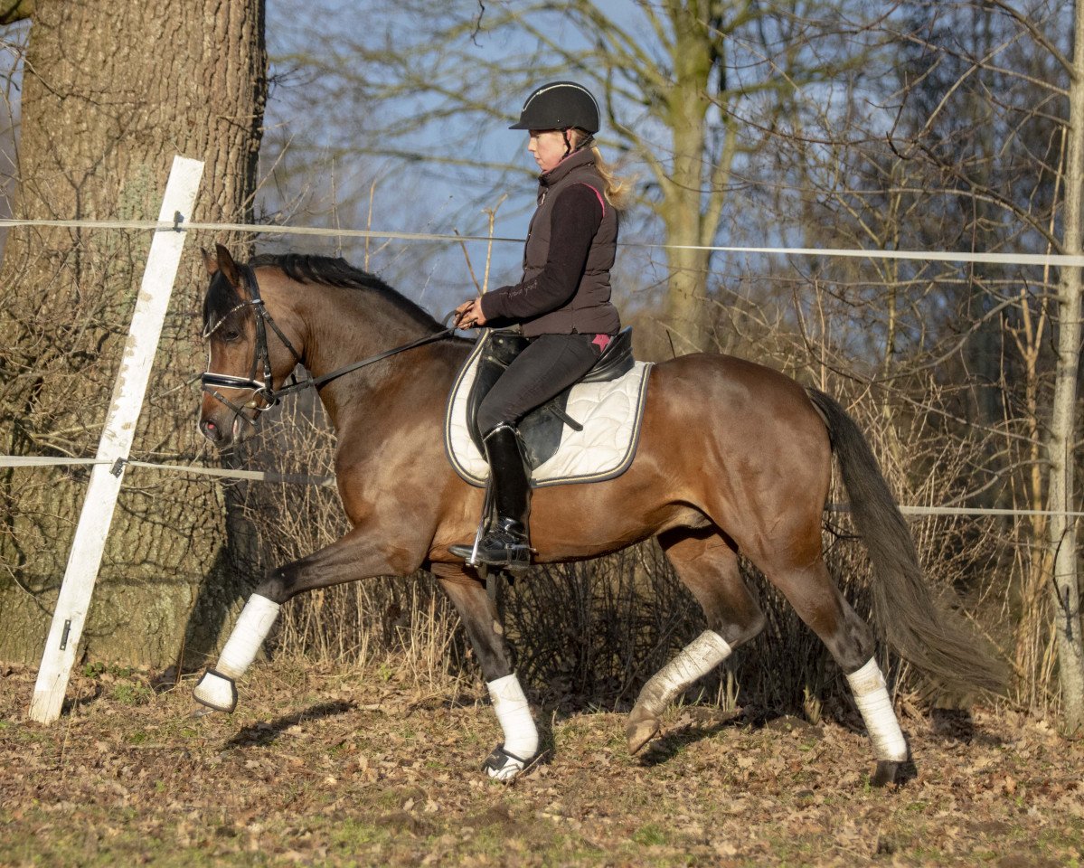 stallion Petit Rock the Moment (German Riding Pony, 2015, from Proud Rocketti)