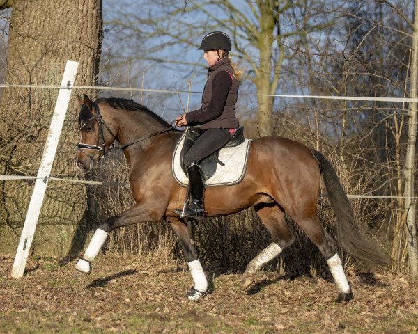 Deckhengst Petit Rock the Moment (Deutsches Reitpony, 2015, von Proud Rocketti)