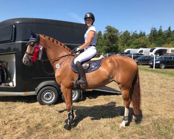 jumper Feengold 6 (Holsteiner, 2013, from Chin Champ)