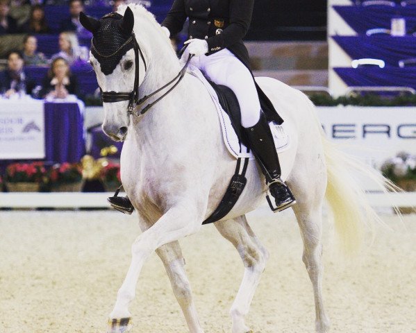 dressage horse Emilio 111 (Hanoverian, 2007, from Earl)