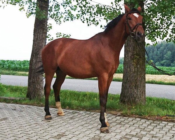 jumper Amo 7 (Westphalian, 2004, from Argentinus)