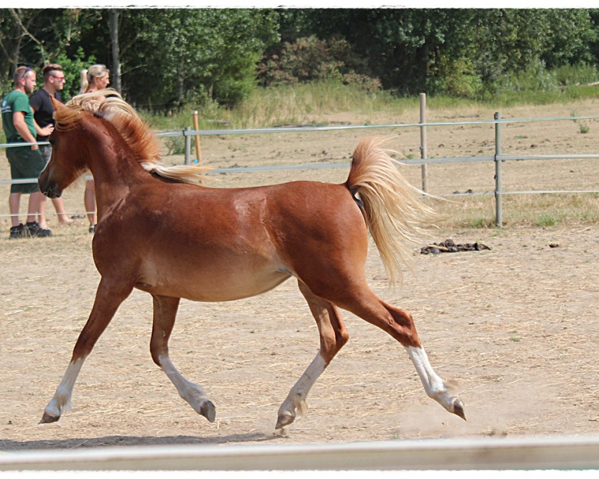 Pferd Bibi vom Frankenberg (Welsh Mountain Pony (Sek.A), 2017, von Leemkuil's Ikor)