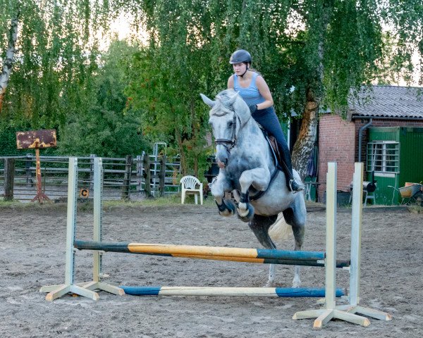 dressage horse Caius 6 (Hanoverian, 2001, from Compliment)