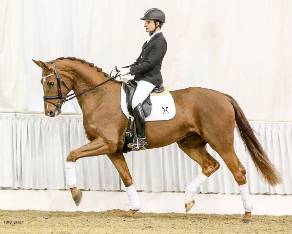horse Diva del Sol (Hanoverian, 2012, from Detroit)