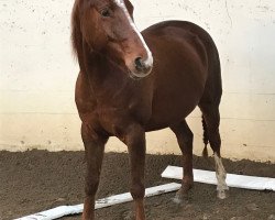 dressage horse Carmen (Hanoverian, 2008, from Camaran)