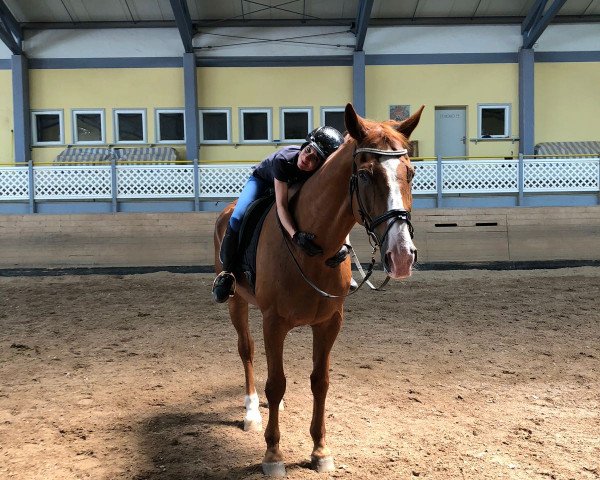 horse Gigolo 563 (Zweibrücken, 2001, from German Classic)