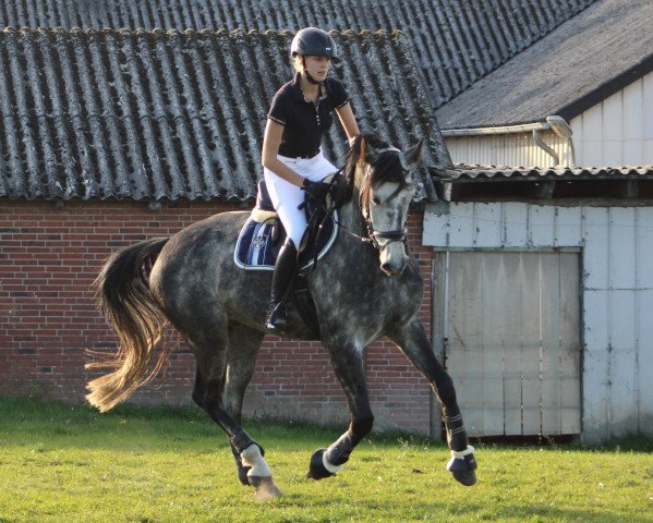 Springpferd Chirokko 11 (Deutsches Sportpferd, 2012, von Cyper Space)