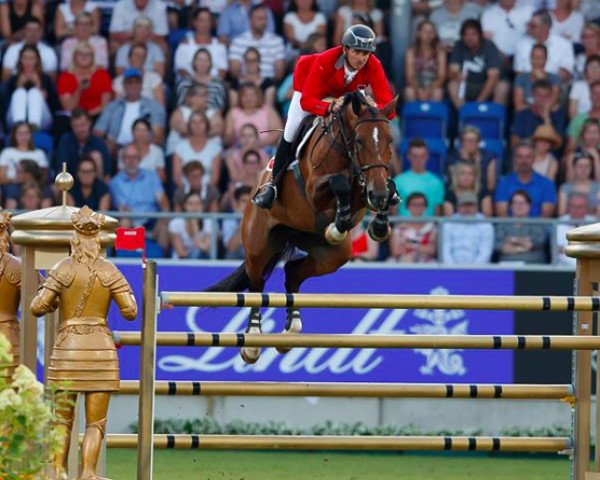 jumper Hannah (Belgian Warmblood, 2007, from Dulf van den Bisschop)