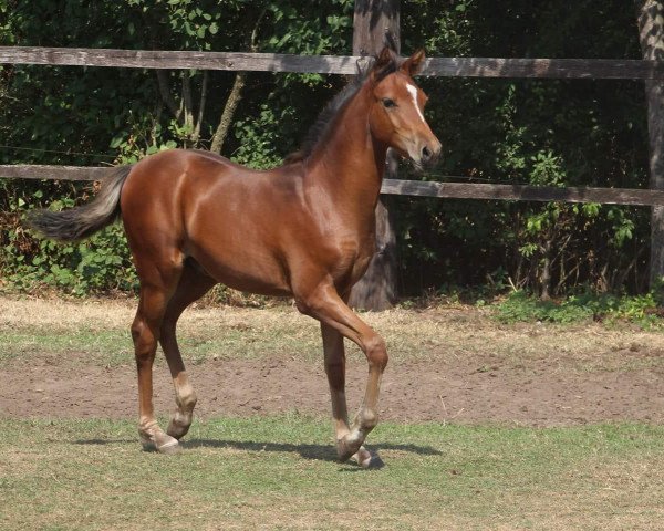 Pferd Hengst von Cassini / Nabucco R (Deutsches Reitpony, 2018, von Cassini) Pferd Hengst von Cassini / Nabucco R (Deutsches Reitpony, 2018, von Cassini)