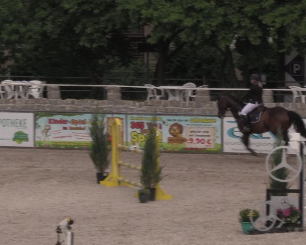 Reitturnier Görlitz 2017