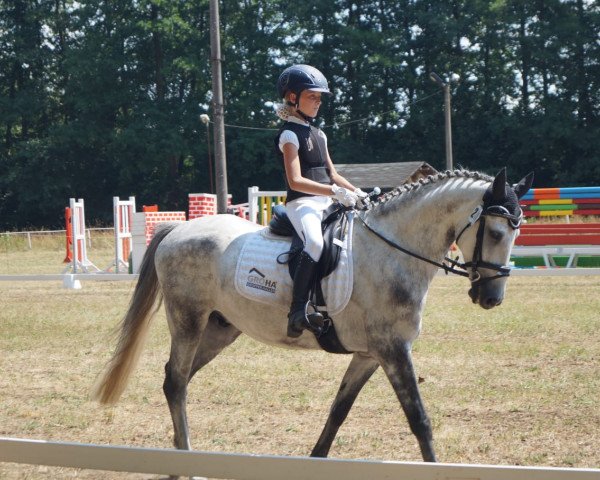 dressage horse Django 386 (German Riding Pony, 2009, from Fs Dr Watson)