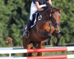Springpferd Quattrino P (Deutsches Sportpferd, 2013, von Quicksilber)