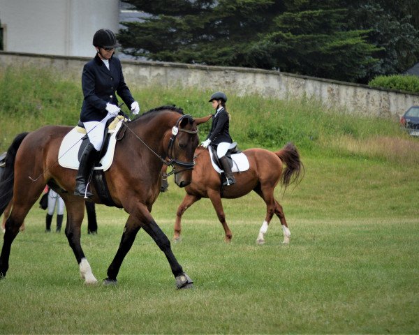 dressage horse Eligius K (Sachs-door. Heavy Warmbl., 2013, from Ellington)