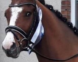 dressage horse Futurio (German Sport Horse, 2015, from Feedback 16)
