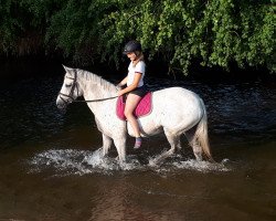 broodmare Sweet Stella (German Riding Pony, 2001, from Saturn)