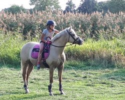 Dressurpferd My First (Deutsches Reitpony, 2008, von Grenzhoehes My Ken)