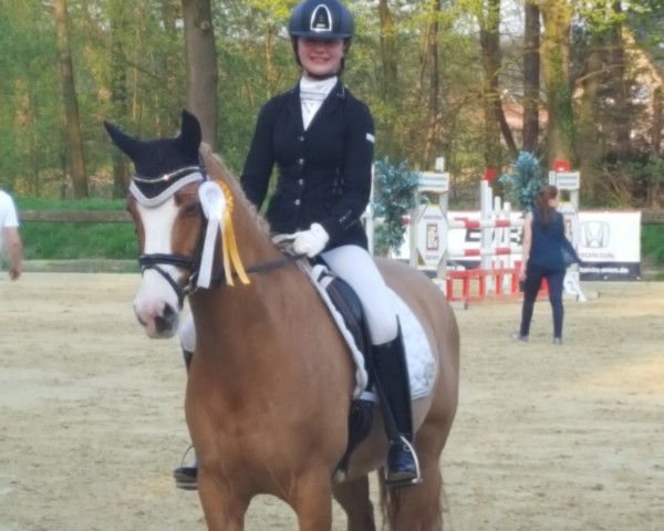 dressage horse Vivaro 4 (German Riding Pony, 2009, from Vincent)
