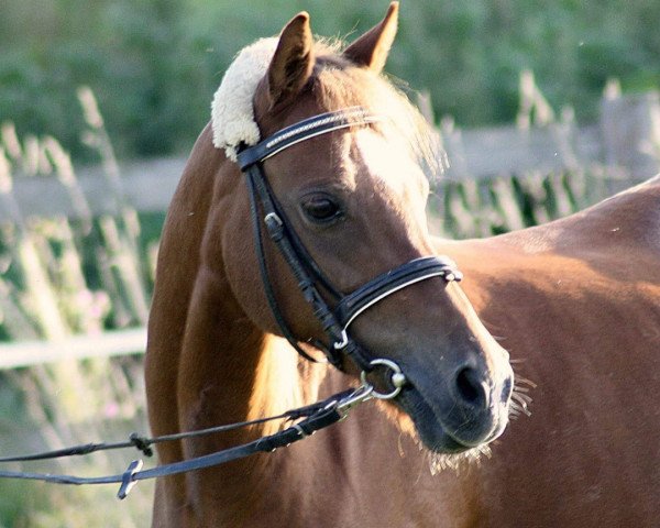 jumper Snowflake Dymain (Welsh-Pony (Section B), 2002, from Cusop Steward)