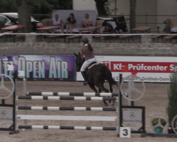 Reitturnier Görlitz 2017