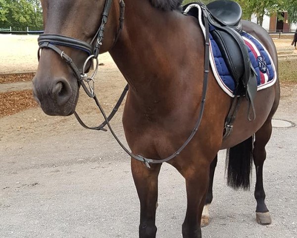 jumper Quintos K (German Sport Horse, 2010, from Quintano)