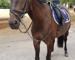 Cavallo da salto Quintos K (Cavallo Sportivo Tedesco, 2010, di Quintano)