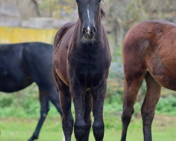 dressage horse La Fleur (Hanoverian, 2017, from Le Vivaldi)