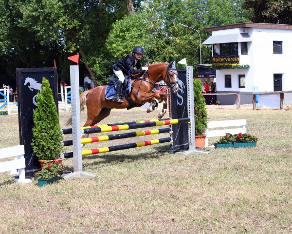 Springpferd Stougjeshoeve Animo (Welsh Partbred, 2013, von Hilin Winchester)