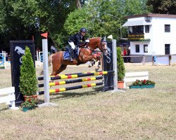 Springpferd Stougjeshoeve Animo (Welsh Partbred, 2013, von Hilin Winchester)