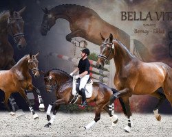 broodmare Bella Vita 13 (Oldenburg, 2015, from Bernay)
