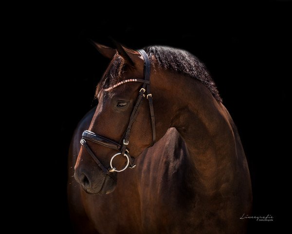 dressage horse Danuta 17 (Hanoverian, 2013, from Destano)