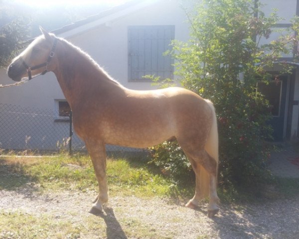 horse Nelo (Haflinger,  , from Natiello (0,39% ox))