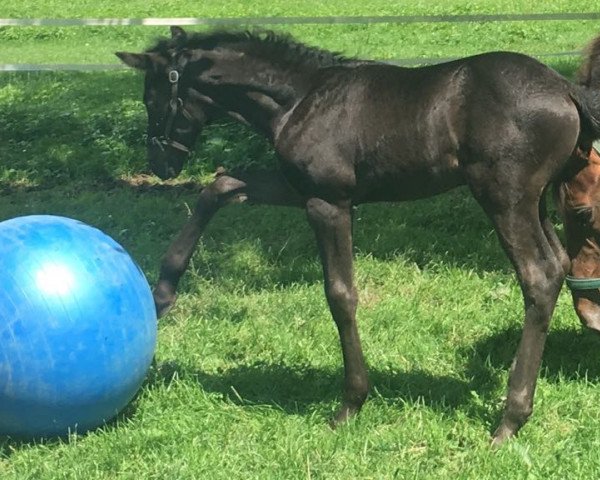 broodmare Magnolia Nera CH (Swiss Warmblood, 2018, from Fürst Fugger)
