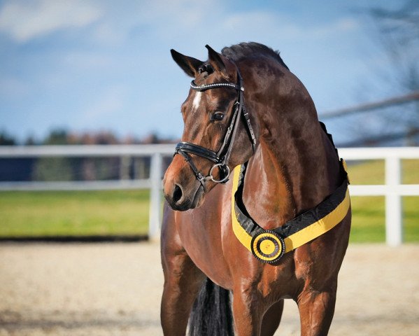 stallion Birkhof's Topas Fbw (Württemberger, 2011, from Totilas) stallion Birkhof's Topas Fbw (Württemberger, 2011, from Totilas)