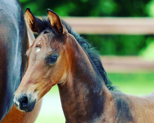 stallion Vamos (Oldenburg, 2021, from Harmony's V-Plus)