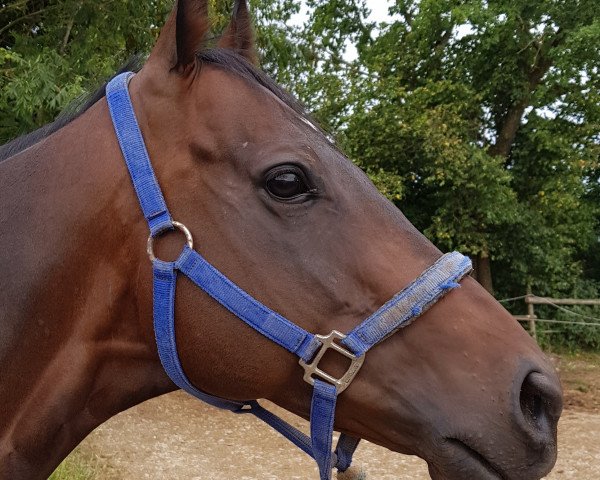 horse Danuvius xx (Thoroughbred, 2011, from Goodricke xx)