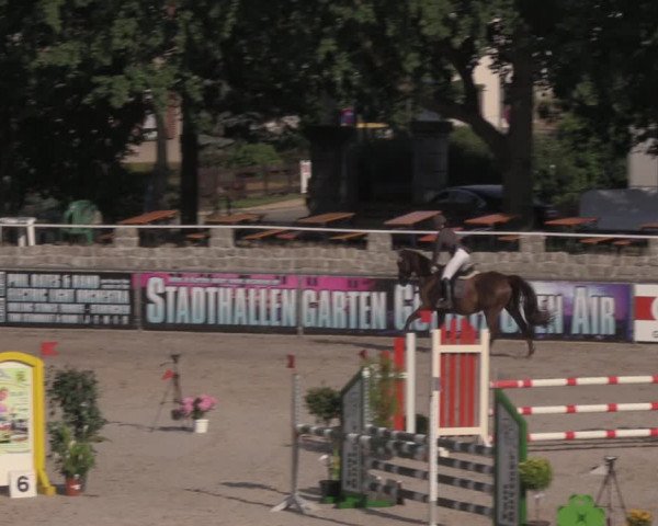 Reitturnier Görlitz 2017