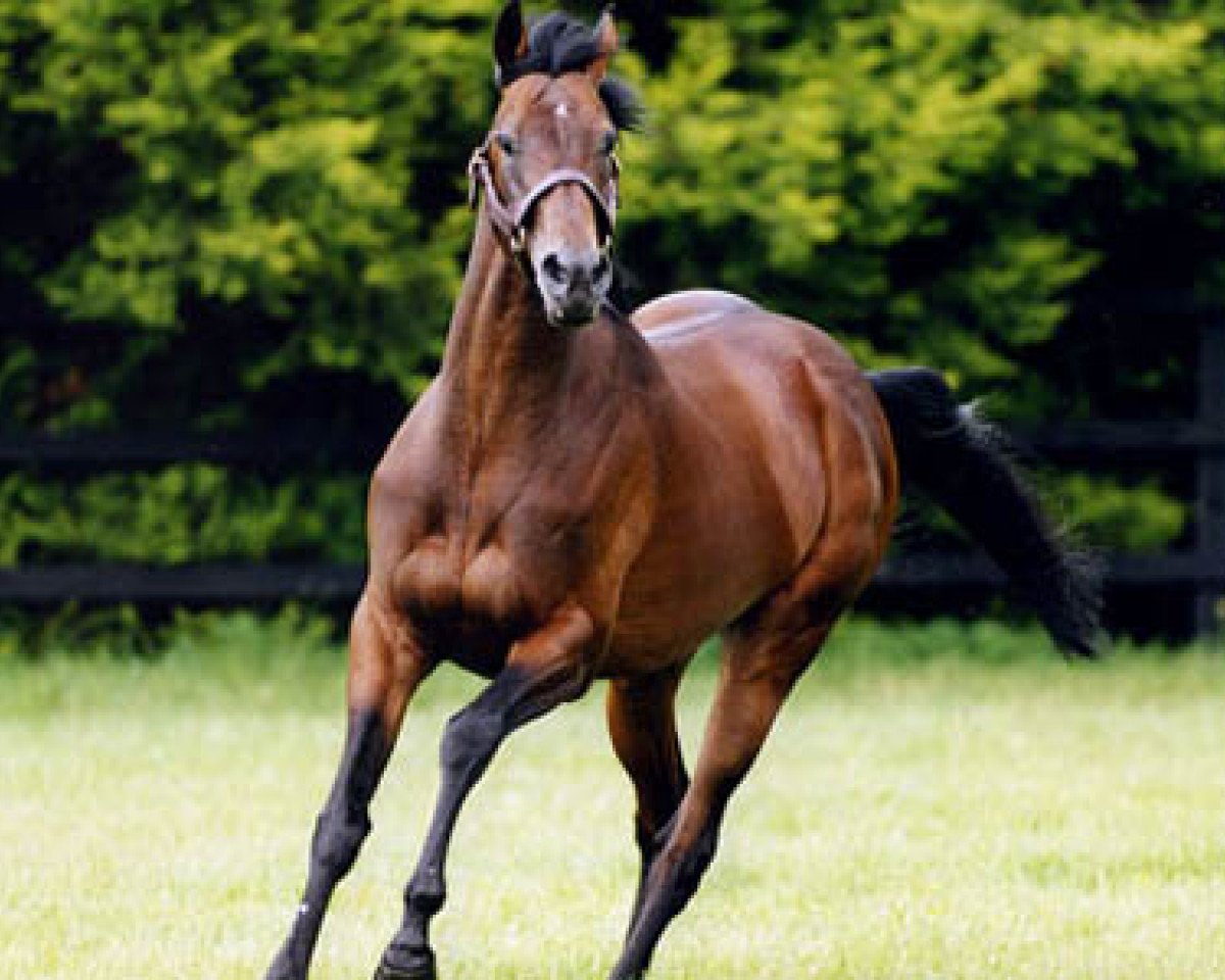 Deckhengst Montjeu xx (Englisches Vollblut, 1996, von Sadler's Wells xx)