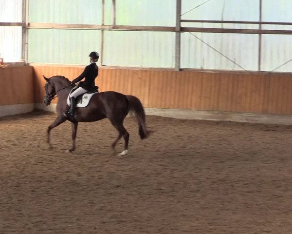 Reitturnier Herbern 2017