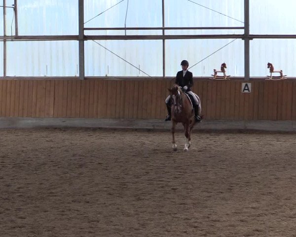 Reitturnier Herbern 2017