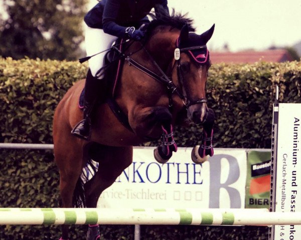 broodmare Cor Royale (German Warmblood, 2009, from Cassini II)