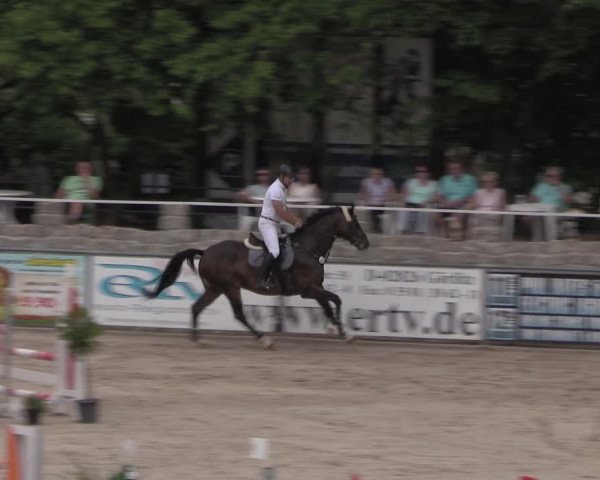 Reitturnier Görlitz 2017