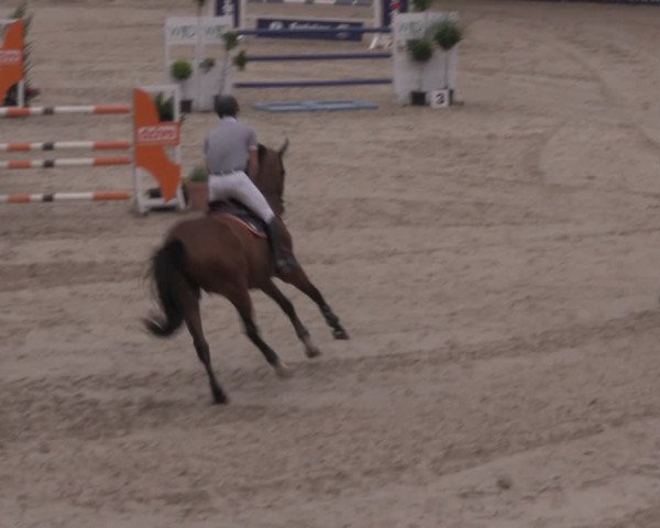 Reitturnier Görlitz 2017