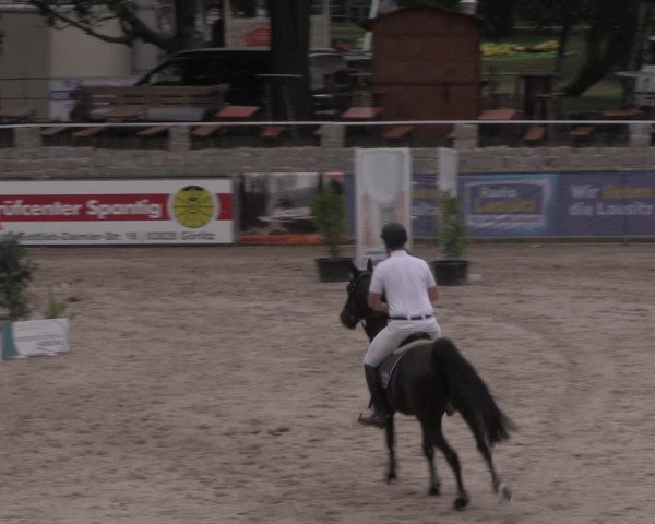 Reitturnier Görlitz 2017