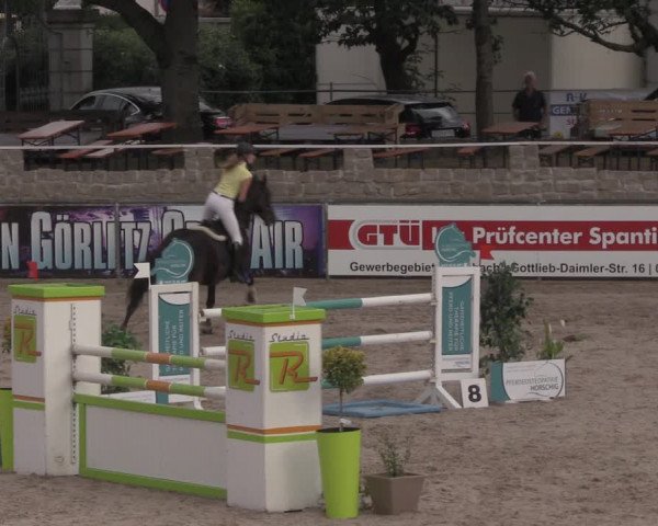 Reitturnier Görlitz 2017