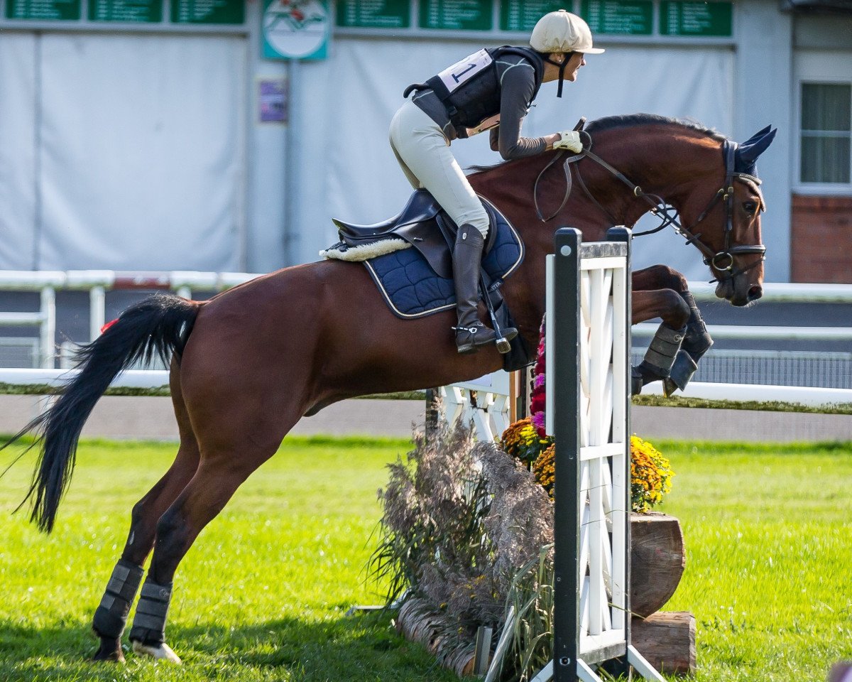jumper Pino Scs (Hanoverian, 2007, from Perigueux)