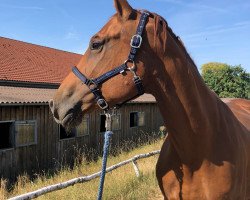broodmare Faria (Oldenburg, 2011, from Salento)